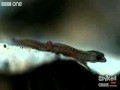 Gecko kann auf Wasser gehen