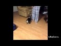 Animals Acting Funny Compilation