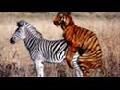 Zebra & Tiger - The Tribute (Drop Draws Riddim)