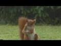 lustiges Eichhörnchen