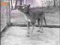 Last Tasmanian Tiger, Thylacine, 1933