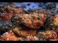 Oceans: Great Barrier Reef