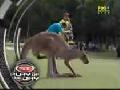 Känguru zeigt wo der Hammer hängt