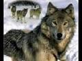 native american the song of wolf