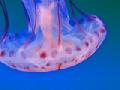 /07cbf400e5-deep-sea-jellyfish