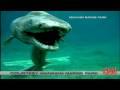 Prehistoric shark captured on film-2007