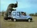 Nashorn rammelt Auto