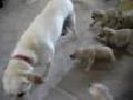 Puppies Chase Mother
