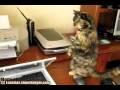 Molly the cat, meet the printer...