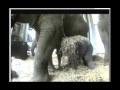 /27f58af0a4-first-steps-of-a-cute-litte-baby-elephant