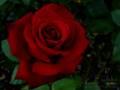Domian - Jules Freund hat eine Rose im Dödel :-)