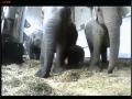 Antwerp-Zoo: Baby Elephant a few hours old...