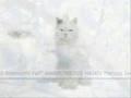 "Harmonious Haiku" from Marcus Unlimited / singing cat