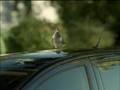 Vogel kackt auf falsches Auto