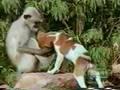 monkeys vs. dog !!!