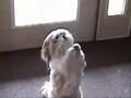 Funny Dog that sneezes when told to