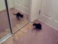 Katze greift Spiegel an