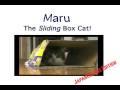 Sliding Box Cat!