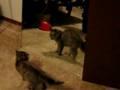Katze hat vor Spiegelbild Angst
