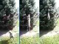 Hund springt in Baum