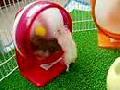 funny hamsters