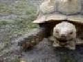 Fastest Tortoise On Earth!