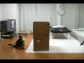 Cat Plays With Big Box