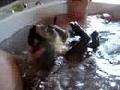 Carlos a Capuchin monkey taking a Spa bath