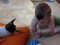 Baby plays with Chihuahua