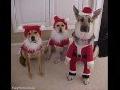 /90a9a37dc4-christmas-dogs