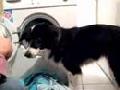 Smart Border Collie Charges Washing Machine