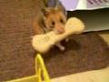 Hamster mit Hundeknochen