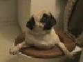 Pug in a Toilet