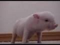 Baby Pig Nellie
