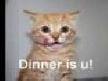 VERY FUNNY CATS 3
