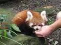 Red Panda cubs
