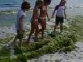 Seaweed Prank