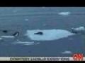 Killerwale bei der Robbenjagd