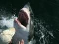 Incredible Shark/Human love story - Aussie fisherman