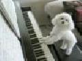Piano and Guitar Playing Poodle!!!!!!!!!!!!!!!