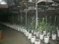 Cannabis Plantage