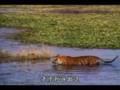 /71bc945a70-tiger-vs-crocodile