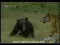 Tiger Attack to Young Bear (Safari Videos)