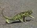 Cooler Gecko