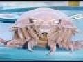 Strangest Sea Creatures