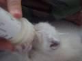 Kittens Bottle Feeding