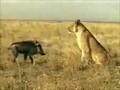/ddbeaef3e2-pig-vs-lion