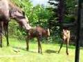 /0dfb229a9a-twin-baby-moose-in-sprinkler