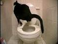 Toilet Trained Cat Doing