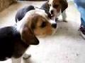 Lucy der kleine Beagle